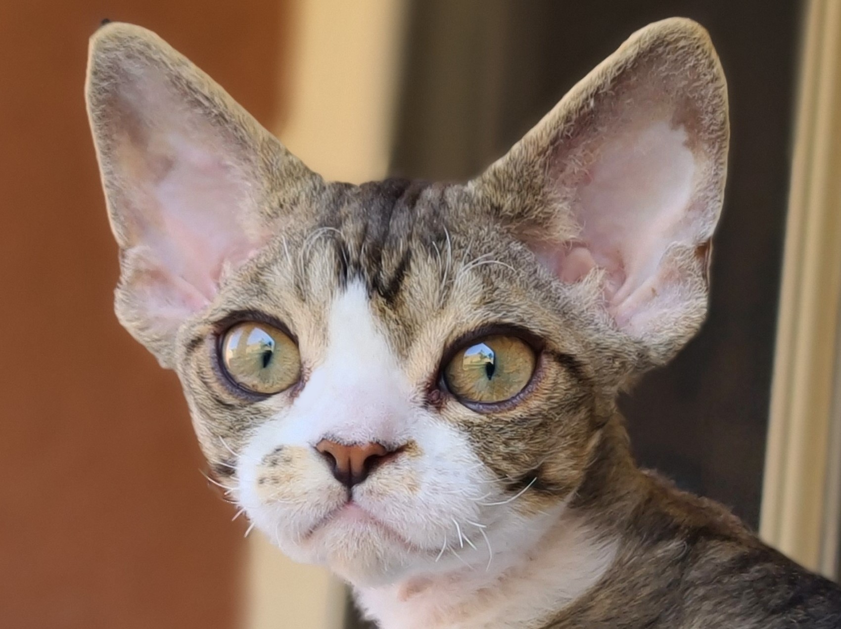 SandSilk Ariel ,Devon Rex male cat.Brown Classic tabby & White